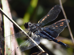 Black Saddlebags - Tramea lacerata